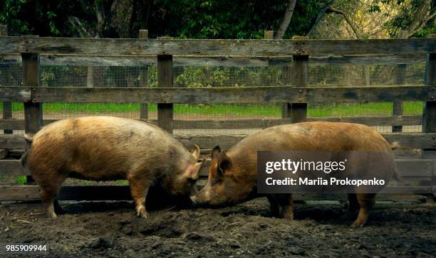 piggies - artiodactyla imagens e fotografias de stock