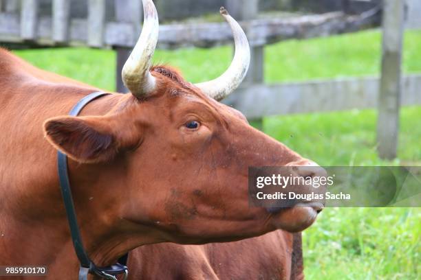 male bull on the farm (bos primigenius f. taurus) - bos taurus primigenius stock pictures, royalty-free photos & images