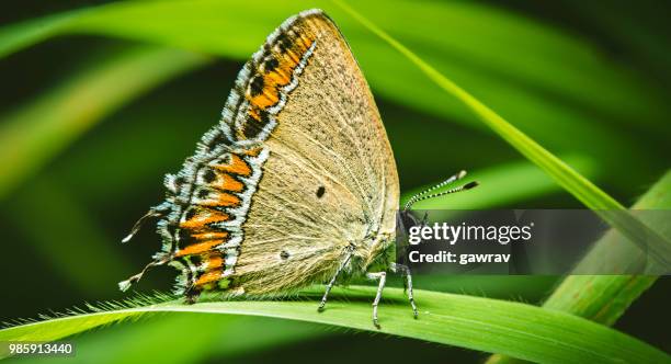 little, beautiful butterfly sitting on grass blade. - gawrav stock pictures, royalty-free photos & images