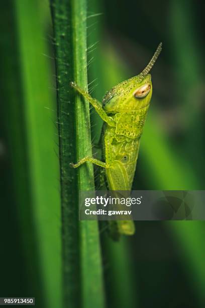 grasshopper sitting on grass blade. - gawrav stock pictures, royalty-free photos & images