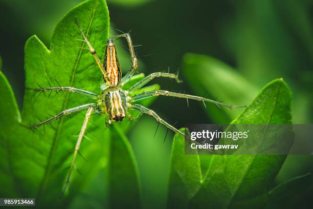 close-up of spider sitting on leaf. - gawrav stock pictures, royalty-free photos & images