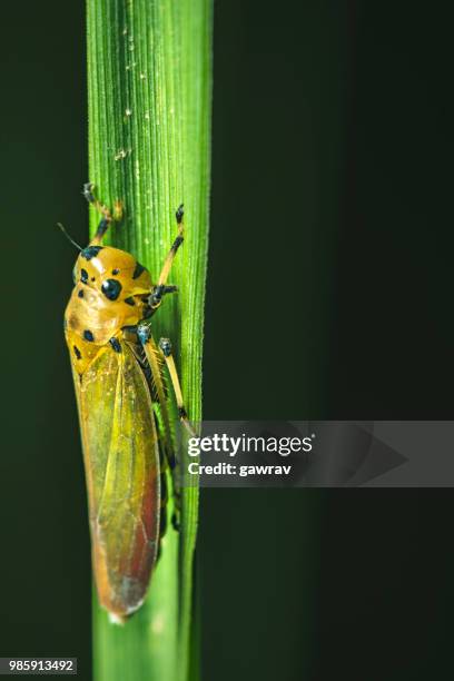 close-up of leaf hopper. - gawrav stock pictures, royalty-free photos & images
