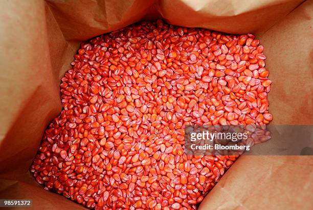 DuPont Co.'s drought-tolerant "Pioneer" corn seeds are seen inside a bag on a farm near Hays, Kansas, U.S., on Thursday, April 15, 2010. DuPont Co.'s...