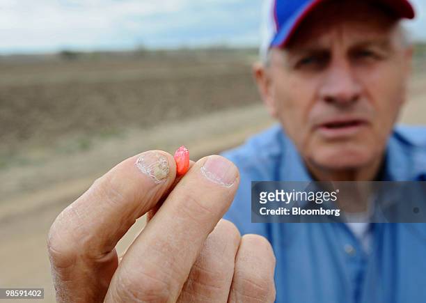 Harold Kraus holds one of DuPont Co.'s drought-tolerant "Pioneer" corn seeds, in preparation for planting, near Hays, Kansas, U.S., on Thursday,...