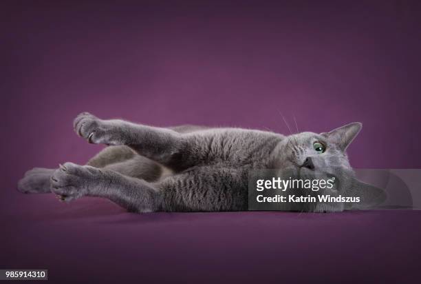 purple turn over - burmese cat 個照片及圖片檔