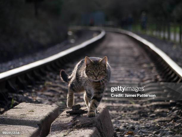 cat on the tracks - kitty patterson stock-fotos und bilder