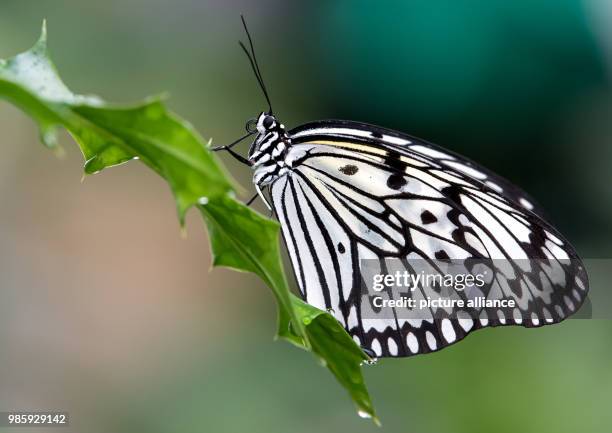 Tree Nymph Insect 401 Large Tree Nymph Stock Photos, High-Res Pictures, and Images ...
