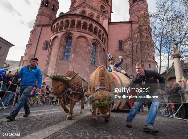 Two bulls lead the procession wagon of the Mainz 'Ranzengarde' during the Rosenmontag carnival procession in Mainz, Germany, 12 Febraury 2018. The...
