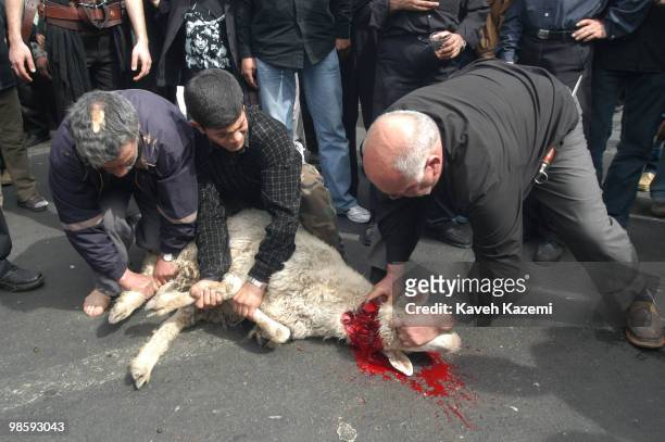 Blood of a sacrificed lamb flushes out of its throat on the asphalt, while held by men trying to keep the animal still, outside a mosque, in south...