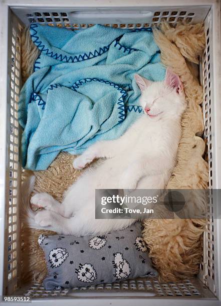 a white cat sleeping in a laundry basket, sweden. - västra götaland county foto e immagini stock