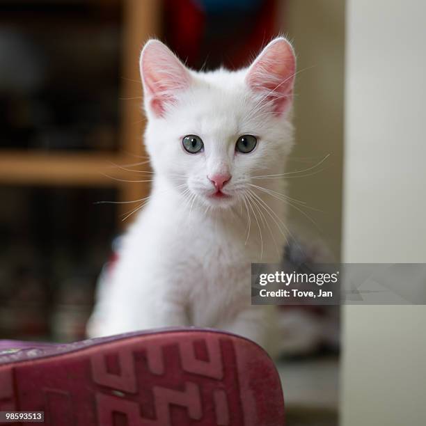 portrait of a white kitten, sweden. - vastergotland stock pictures, royalty-free photos & images