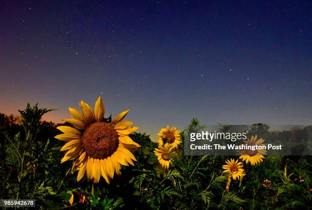 An array of sunflowers can be seen despite the fact that the image was made in the middle of the night. Because the moon was just past full, it...
