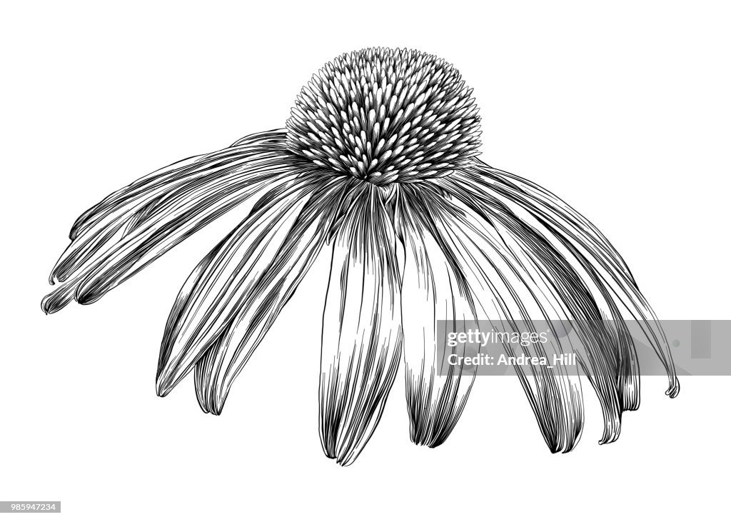 Flor de equinácea o cónica pluma y tinta Vector dibujo