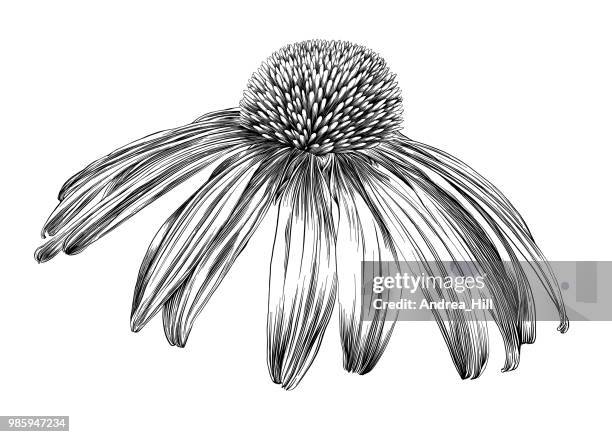 stockillustraties, clipart, cartoons en iconen met echinacea bloem- of zonnehoed pen- en inkthulpprogramma vector tekening - zonnehoed composietenfamilie