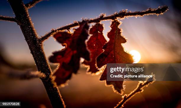 February 2018, Germany, Hanover: Small particles of ice cling to an oak leaf during a winterly sun rise. Photo: Peter Steffen/dpa