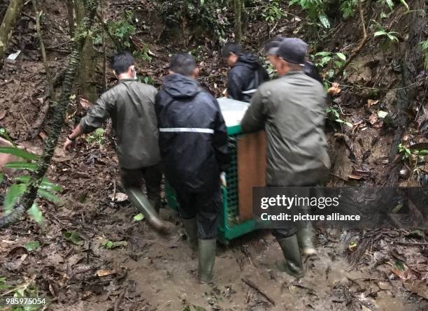 January 2018, Indonesia, Kota Palangka Raya: Staff members of the animal rights and convservation group 'Borneo Orangutan Survival' carry an...