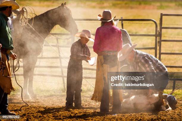 cow cattle veal roping herding stamping marking castrating at santaquin valley of salt lake city slc utah usa - human castration photo imagens e fotografias de stock