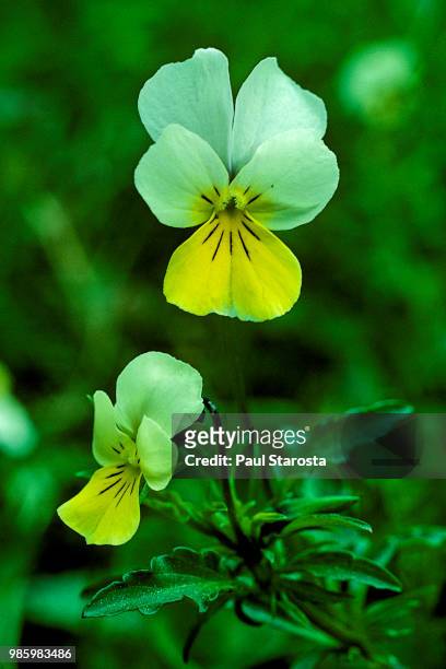 viola arvensis (field pansy, field violet, wild pansy) - viola tricolor stock pictures, royalty-free photos & images