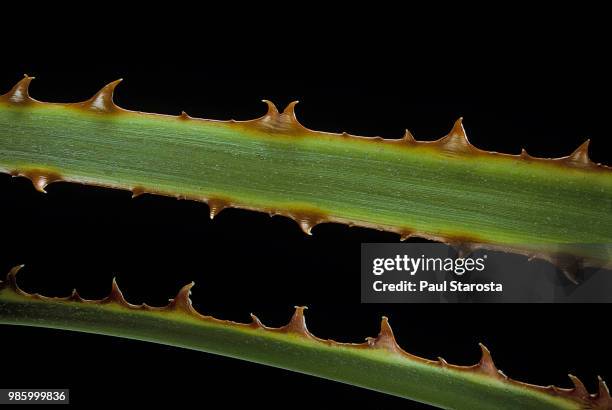 washingtonia robusta (mexican washingtonia"nmexican fan palm, thread palm) - ワシントンヤシ属 ストックフォトと画像