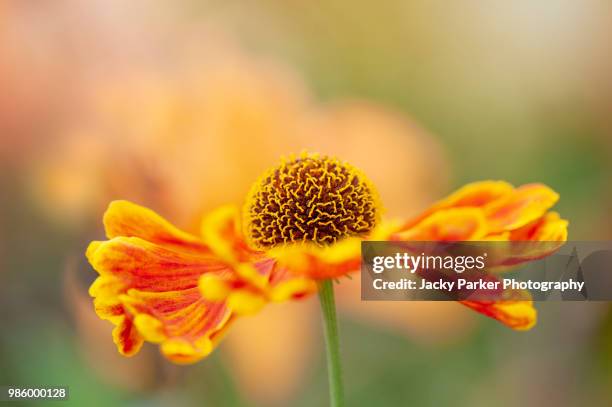 Helenium Flower Photos and Premium High Res Pictures - Getty Images