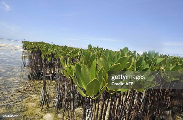 This photo taken on April 20, 2010 shows young mangroves at the Thousand Islands National Marine Park in Pramuka island, north of Jakarta and also a...