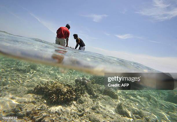 This photo taken on April 20, 2010 shows volunteers transplanting young coral at the Thousand Islands National Marine Park in Pramuka island, north...