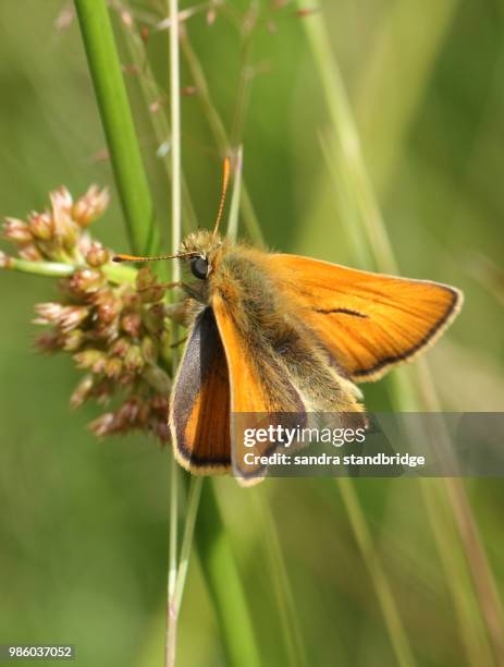 a beautiful small skipper butterfly (thymelicus sylvestris) perching on a reed. - hesperiidae stock pictures, royalty-free photos & images