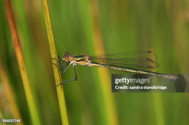 a beautiful female emerald damselfly (lestes sponsa) perching on a reed at the edge of the water. - sponsa stock-fotos und bilder
