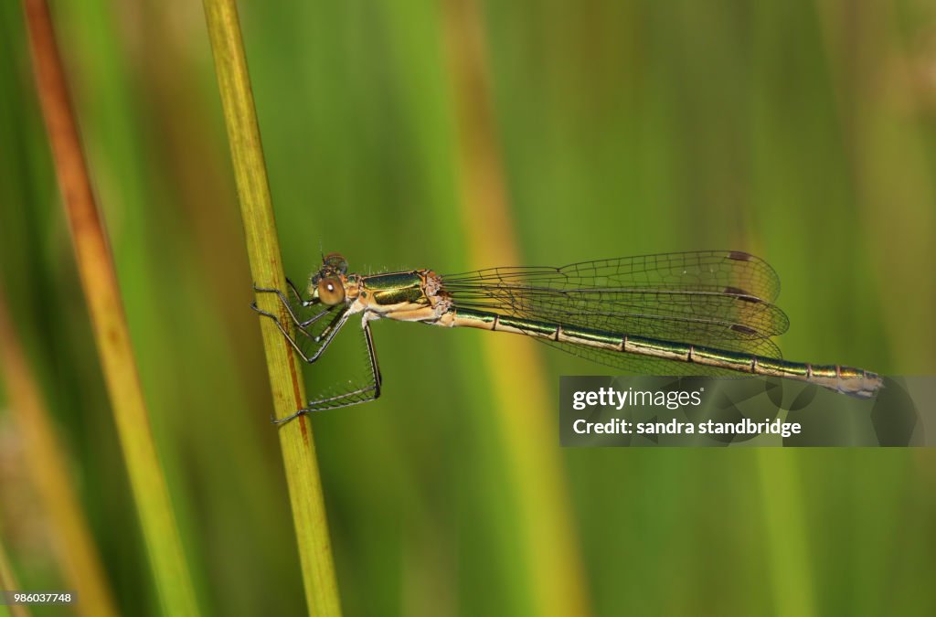 A beautiful female Emerald Damselfly (Lestes sponsa) perching on a reed at the edge of the water.