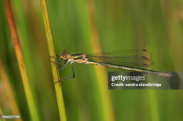 a beautiful female emerald damselfly (lestes sponsa) perching on a reed at the edge of the water. - sponsa stockfoto's en -beelden