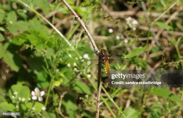 a stunning broad-bodied chaser (libellula depressa) perching on a thorny bramble stem. - libellulidae stock pictures, royalty-free photos & images