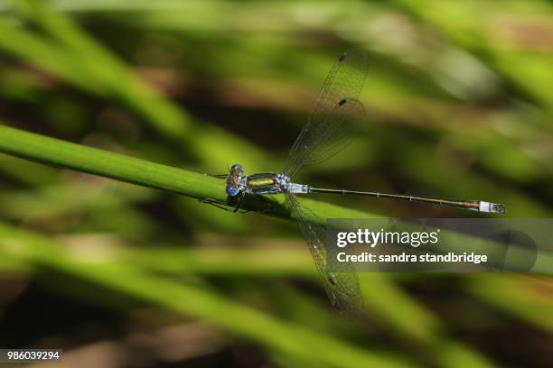 a pretty male emerald damselfly (lestes sponsa) perching on a reed at the edge of the water. - sponsa stockfoto's en -beelden