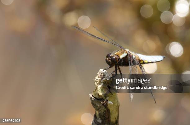 a stunning male broad-bodied chaser (libellula depressa) perching on a branch in the water. - libellulidae stock pictures, royalty-free photos & images