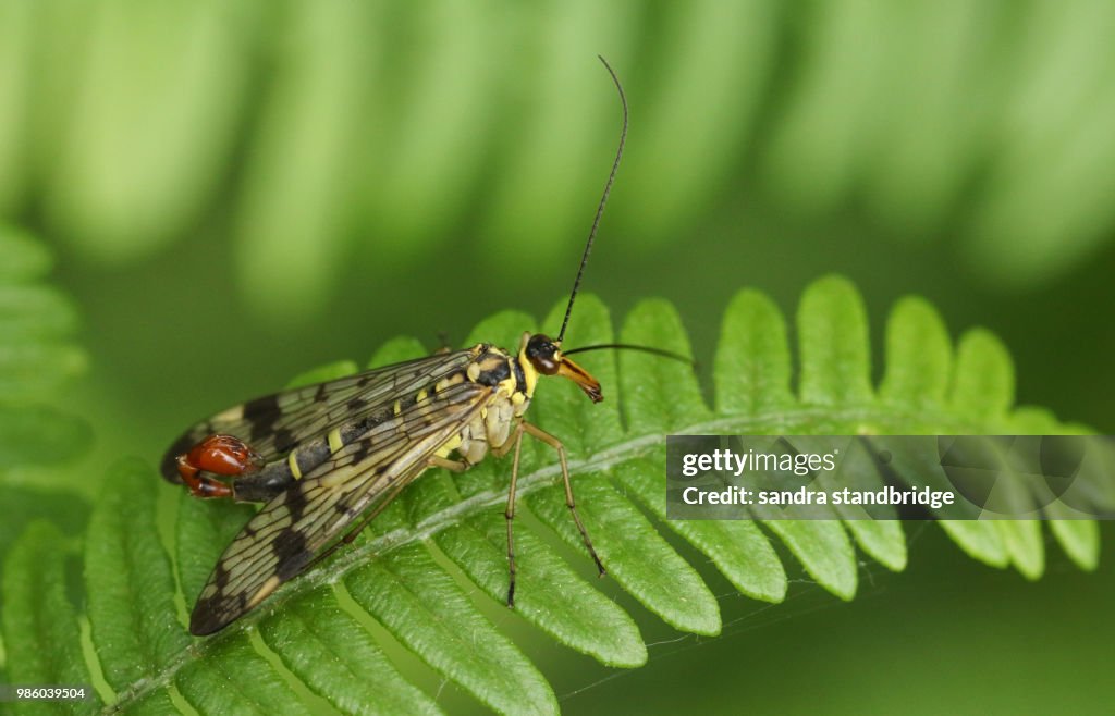 A stunning male Scorpion Fly (Panorpa communis) perching on a bracken leaf.