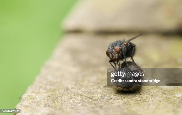 472 Insect Droppings Stock Photos, High-Res Pictures, and Images ...