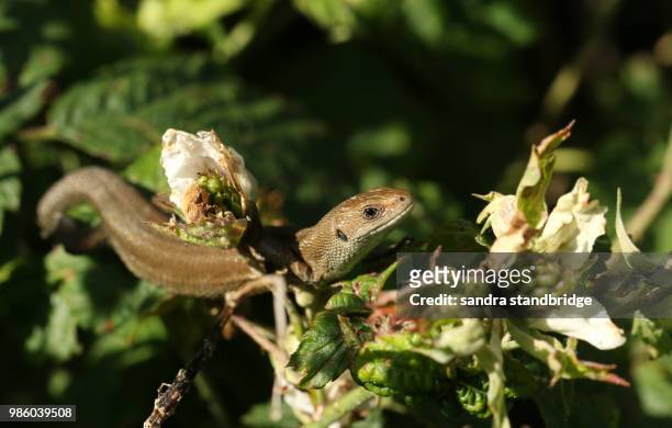 a small common lizard (lacerta zootoca vivipara) hunting in a bramble bush for insects. - lacerta vivipara stock pictures, royalty-free photos & images