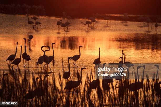 flamingo at sunset - flamingo heart stock pictures, royalty-free photos & images