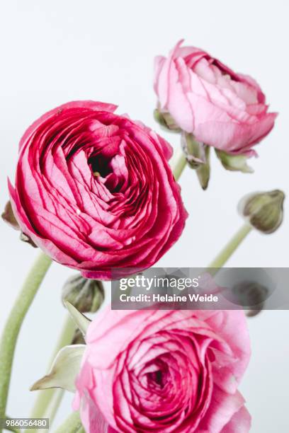 pink ranunculus flowers - weide fotografías e imágenes de stock