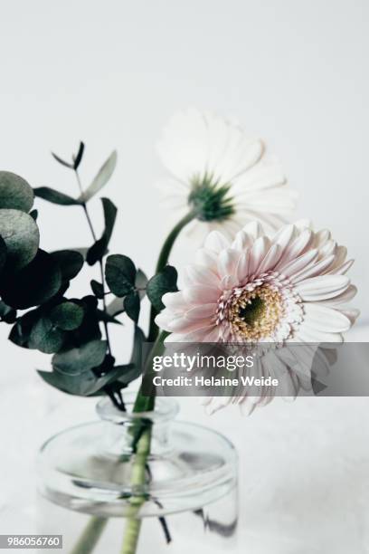 gerbera flower - weide fotografías e imágenes de stock