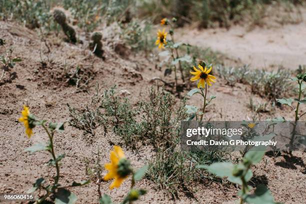 yellow wild flowers - dinosaur provincial park imagens e fotografias de stock