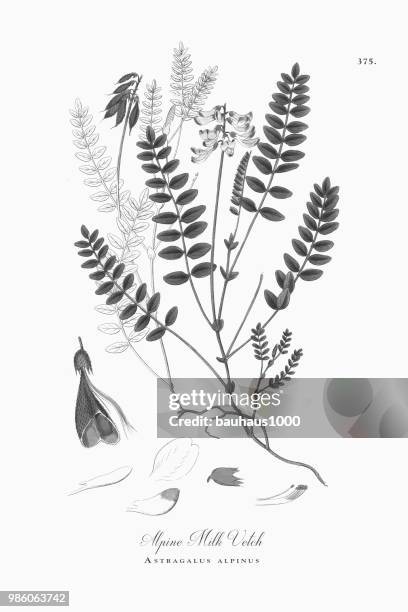 alpine milch wicke, astragalus alpinus, viktorianischen botanische illustration, 1863 - astragalus stock-grafiken, -clipart, -cartoons und -symbole