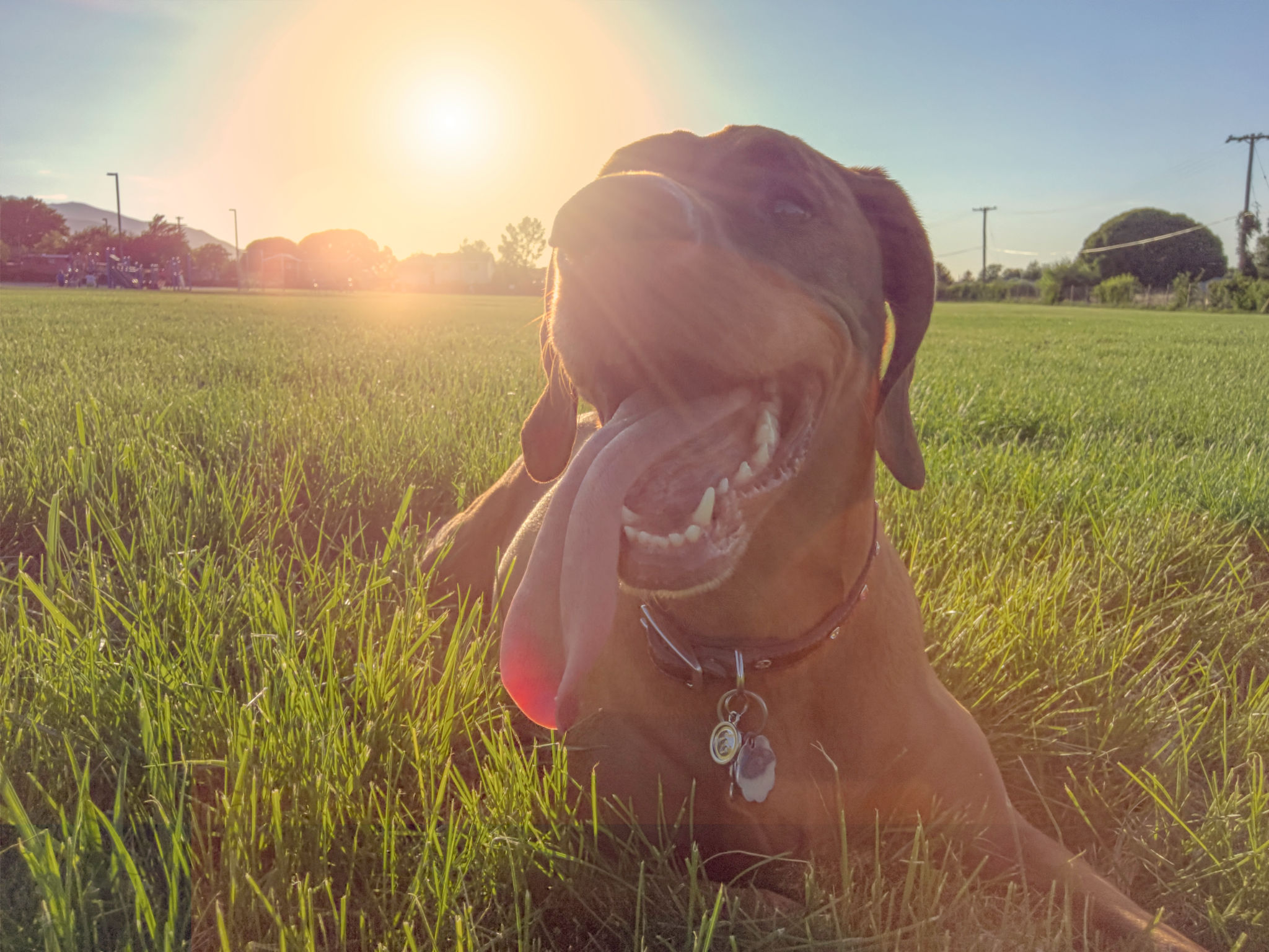 dog summer heat