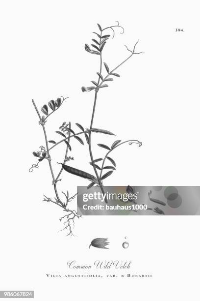 bildbanksillustrationer, clip art samt tecknat material och ikoner med vanliga vilda vetch, vicia angustifolia, var. en bobartii, viktorianska botaniska illustration, 1863 - angustifolia