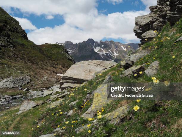 pulsatilla alpina delarbre subsp. apiifolia in formazza valley - pulsatilla alpina stock pictures, royalty-free photos & images