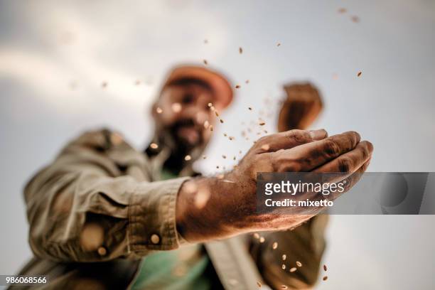 manos de los agricultores con granos de trigo - farmers fotografías e imágenes de stock
