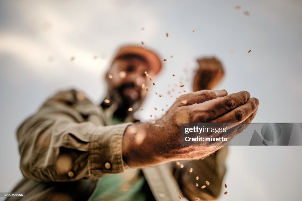 Farmer's hands holding wheat grains