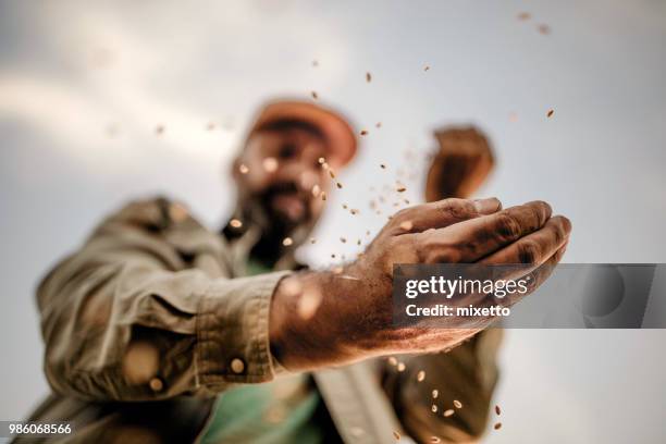 farmer's hands holding wheat grains - close up imagens e fotografias de stock