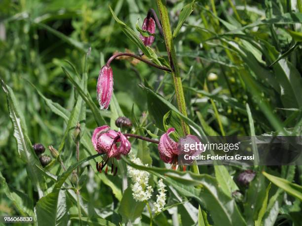 turk's cap lily (lilium martagon) in formazza valley - lily of the valley stockfoto's en -beelden