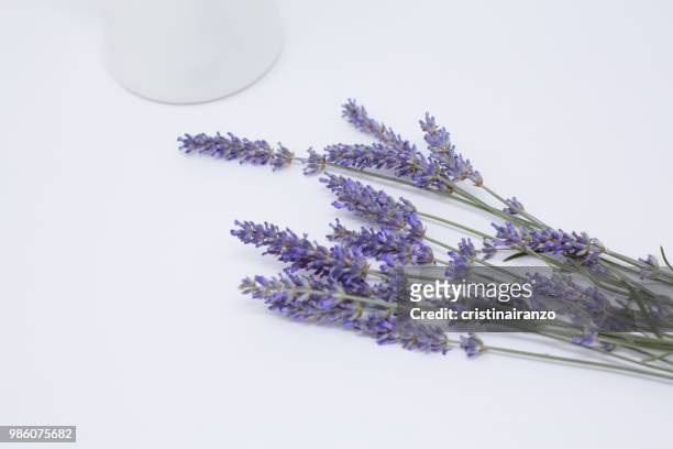 lavande bouquet - lavendel freisteller stock-fotos und bilder