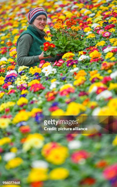 Gardener Simone Rost shows blooming primroses in a greenhouse of the Fontana gardening company in Manschnow, Germany, 15 February 2018. Some 81000...